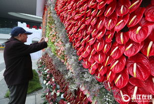 杭州 千種精品花綻放都市花卉節