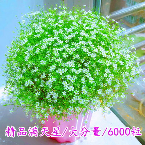 精品滿天星花種子四季易種花開不斷凈化空氣室內陽臺盆栽花卉草籽