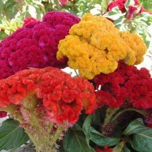 【室內花圃】最新最全室內花圃 產品參考信息