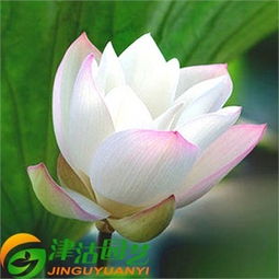 花卉種子價格,價格查詢,花卉種子怎么樣 51比購返利網花卉種子比價