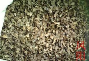 花卉種子[鳳陽,非洲菊,灑金柏]_世界工廠網中國產品信息庫