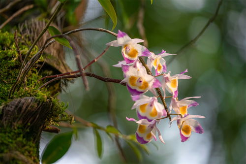 有一種叫云南的生活 ▏到龍陵邂逅 仙草奇緣