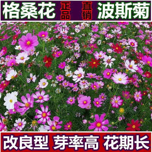 波斯菊花種子格?；ò偃詹菟募鹃_花易活花籽庭院室外花卉陽臺室內
