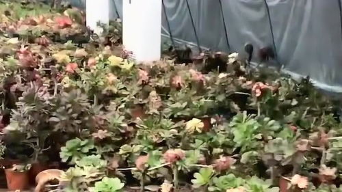 大哥大棚里種的花,看著比人還嬌貴,怕它們中暑還給安排了一臺(tái)空調(diào)
