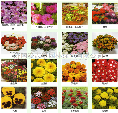 草種:牧草高羊茅早熟禾黑麥草三葉草狗牙根結(jié)縷草墨西哥玉米苜蓿剪股穎收獲機(jī)