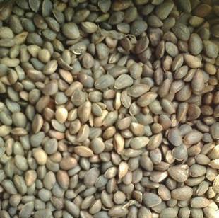 【浙江省連翹價(jià)格 藤本月季批發(fā)價(jià)格】?jī)r(jià)格,廠家,花卉種子、種苗-搜了網(wǎng)