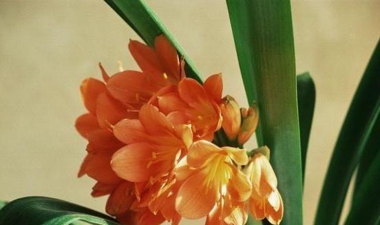 君子蘭的維護(hù)技巧和注意事項(xiàng),及其改善葉子變黃的方法