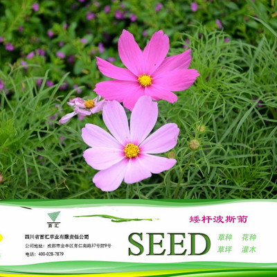 四川花卉種子 成都花卉種子 矮桿波斯菊種子 批發零售