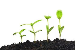 五月的花海 草牧皆賓 風(fēng)里雨里,舊排等你