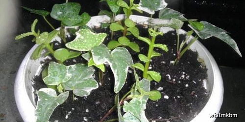 最適合扦插的5種花卉植物,好養如綠蘿,錯過還要再等一年