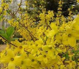 連翹-連翹-連翹-花卉苗木-綠化花木-種子_農副產品_世界工廠網中國產品信息庫