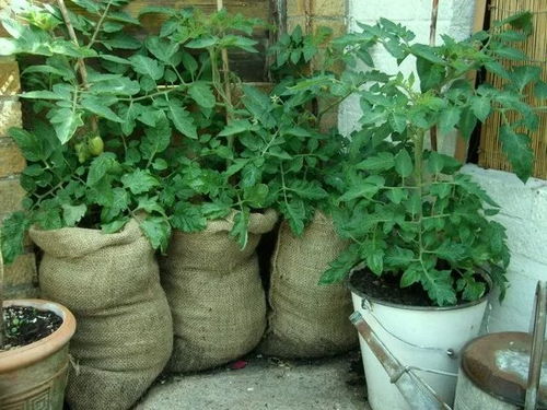 16種常見的家庭用品用來養花的好處,讓植物花卉長得更好