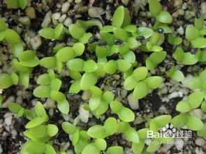 促進花卉種子快速發芽的方法