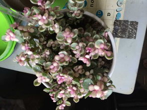 這種叫什么花 求大神告知 圖片