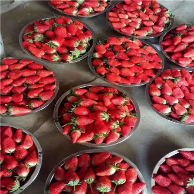 推出白雪公主草莓苗 白雪公主草莓苗技術資料