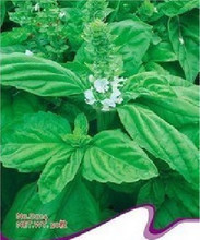 【羅勒葉種子】最新最全羅勒葉種子 產品參考信息