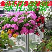 【名貴花種】_綠植園藝價格_最新最全綠植園藝返利優惠_一淘網