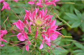 醉蝶花|花卉種子|一二年生花卉|花啦啦花卉種業第一品牌