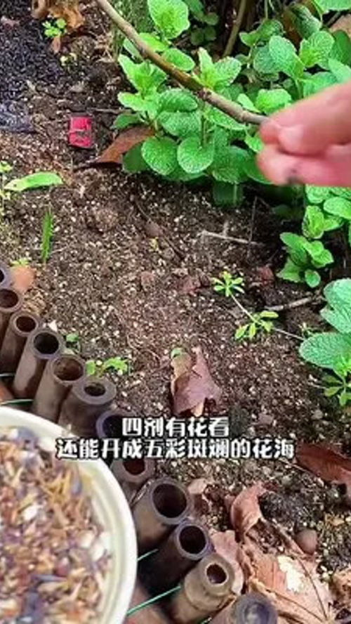 花色多,播種簡單,耐旱又耐寒,開完花還會結種子 矢車菊 養花人的樂趣