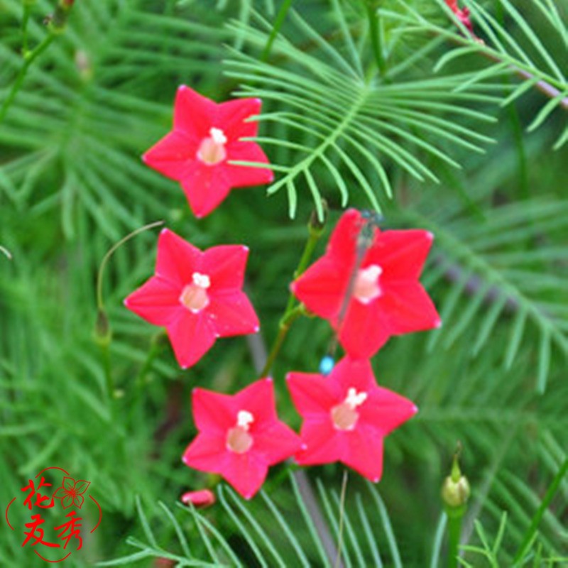 花友秀羽葉蔦蘿花卉種子盆栽爬藤攀援植物四季易種活庭院陽臺.