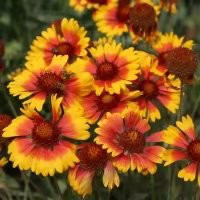 景觀花?；ɑ芊N子 廠家直銷花種批發花環菊三色菊茼蒿菊 買花種