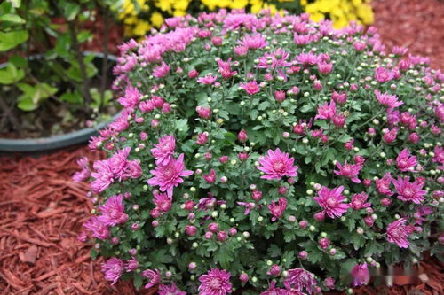 350余種秋季新優花卉齊聚北京世界花卉大觀園 動態