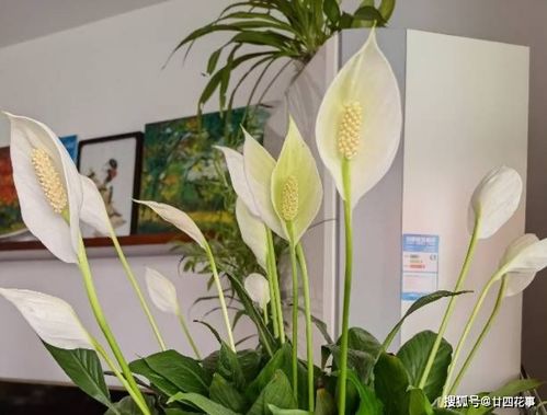 4種 懶人花 ,適合 上班狗 ,不用費時打理,好看好養好開花