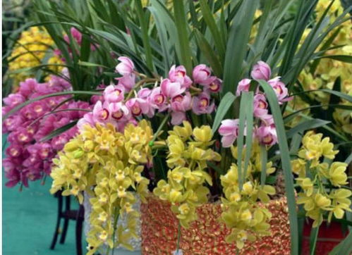 幾款小花便宜又好養,開花漂亮花期長,一開就是300多天