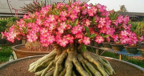 綠蘿吊蘭 看夠了 ,這5種花養一盆,耐旱耐曬,花開爆盆