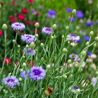 矢車菊種子藍芙蓉花卉種子藍色矢車菊矢車菊花籽美麗鄉村花海種子