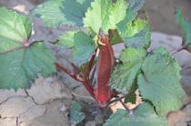 【云南保健藥品】云南保健藥品價格_云南保健藥品批發_云南保健藥品廠家 -