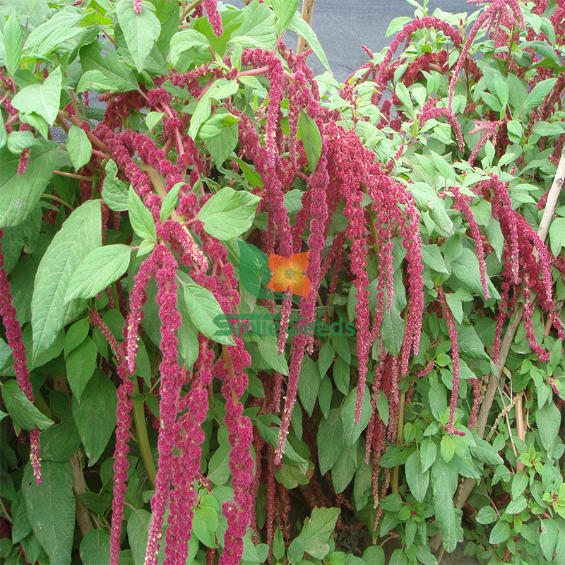 尾穗莧花卉種子,一年生草本植物