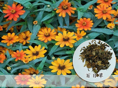 倒掛金種子適合在安陽種植么-江蘇四海花卉種子