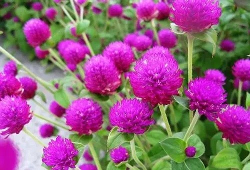 【千日紅 花卉種子春秋冬播室內盆栽植物 庭院綠化 花草花.