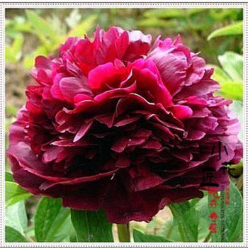 春天來了 牡丹花種子花卉種子賽薔薇玫瑰月季陽臺庭院四季種植種子盆栽 22號10粒【圖片 價格 品牌 報價】-京東