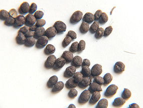 花卉種子中國鳳仙花種子下載 7085341