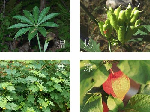 蝴蝶雨林探索,盡情探索農(nóng)業(yè)的奇妙和樂(lè)趣