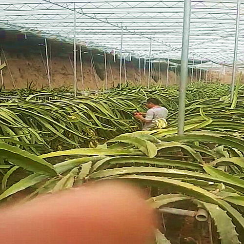 【急售金都一號(hào)火龍果苗金都一號(hào)火龍果樹苗好成活】- 