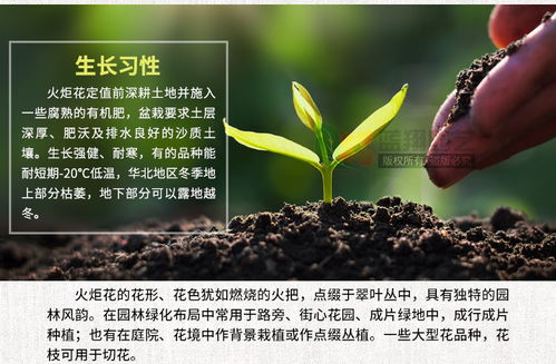 批發(fā)觀賞花籽多年生宿根地被花卉種子庭院綠化景觀花境火炬花種子