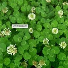2019花卉種子種苗價(jià)格 報(bào)價(jià) 花卉種子種苗批發(fā) 第2頁(yè) 種子網(wǎng)