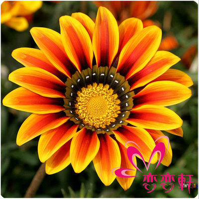 花種子易活四季開花種籽勛章花種子 推薦