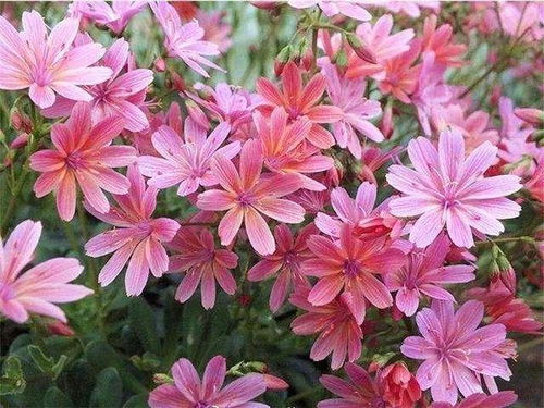 比較耐寒的11種花卉,有的能抵御 零下幾十度 低溫,漂亮又好養