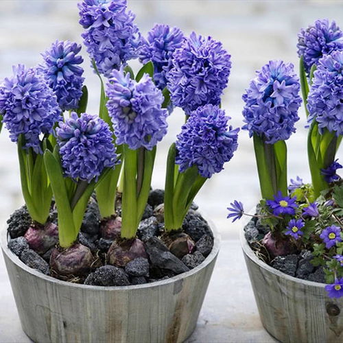 2018流行養這5種花卉室內盆栽,好看不貴又好養