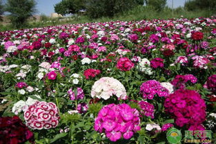 花卉養殖 宿根花卉在園林中的應用優勢有哪些