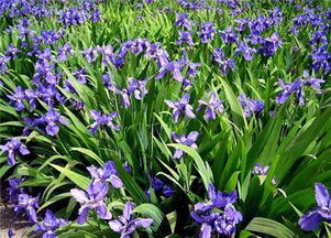 虞美人的盛產基地