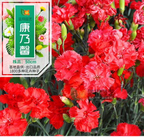康乃馨種子丨花卉種子丨香石竹種子丨花卉種子批發
