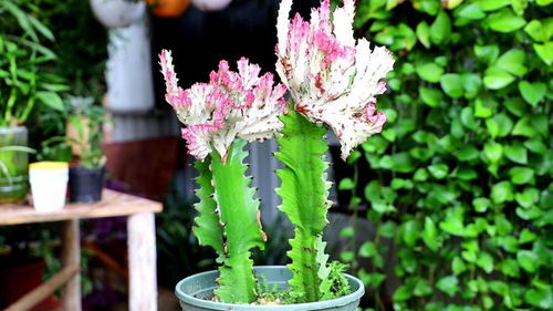 3種植物威武又美觀很好養,家里種植1盆,寓意很好還是 鎮宅花