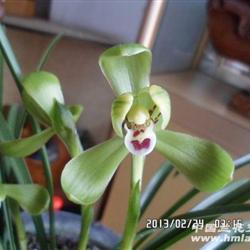 蘭展精品 壯苗原生老種 帶3花 花正開