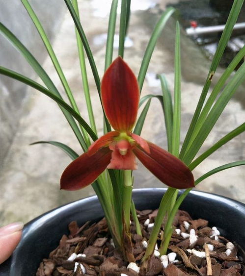 蘭花中的經典老種 紅河紅 瓣型厚實,花色喜慶,是云南色花之王