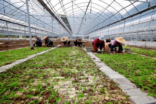 素有 天然藥園 美譽的慶元,這些花花草草你都認識嗎